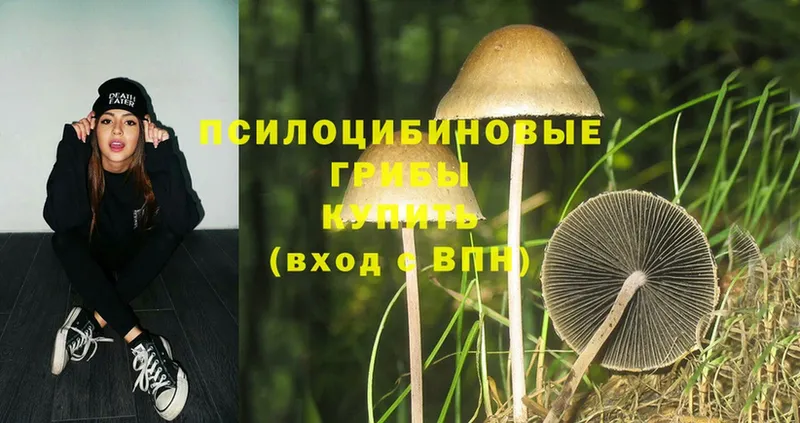 Псилоцибиновые грибы Psilocybe  дарк нет Telegram  Межгорье  купить  цена 